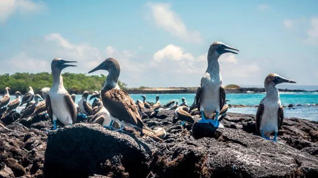 Sailing The Galapagos Islands 11 YAW279.cruise galapagos.efrj4d