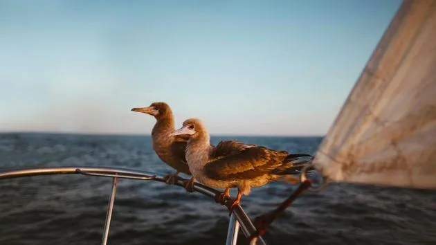 Sailing The Galapagos Islands 5 YAW279.cruise galapagos.passage 61