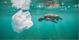 protect the ocean reduce plastic