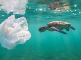 protect the ocean reduce plastic