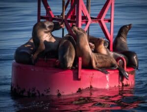sea lions on a bouy